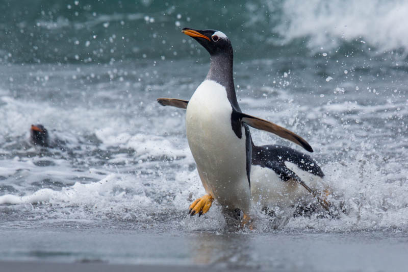 Gentoo Penguin Coming Ashore