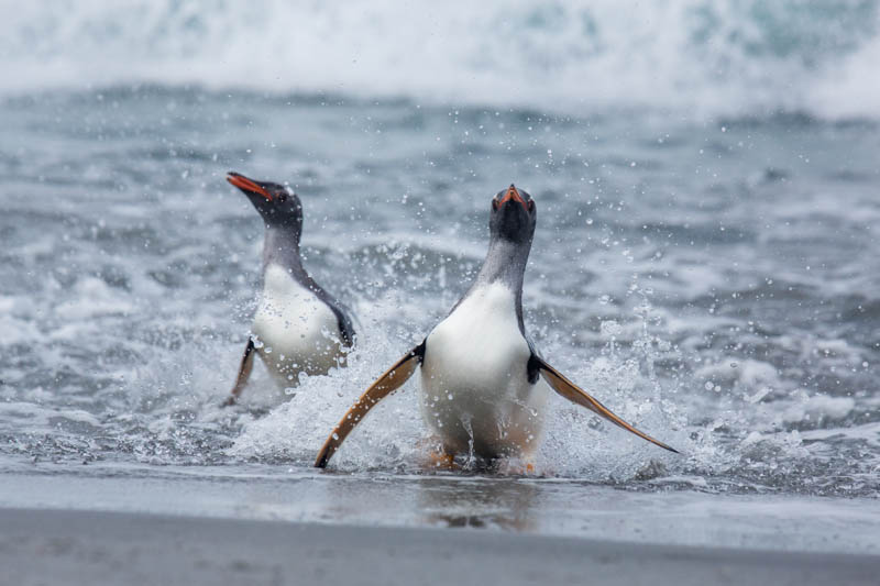 Gentoo Penguin Coming Ashore