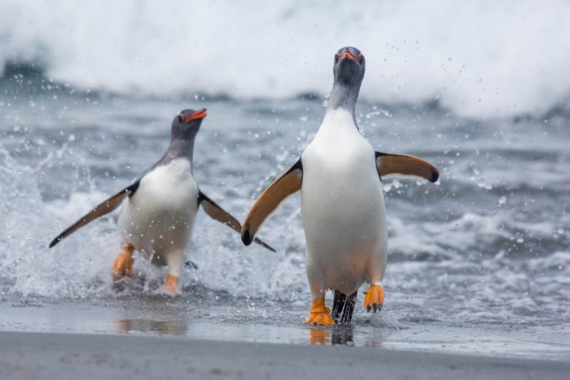 Gentoo Penguin Coming Ashore