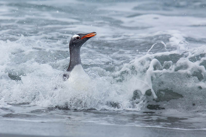 Gentoo Penguin Coming Ashore