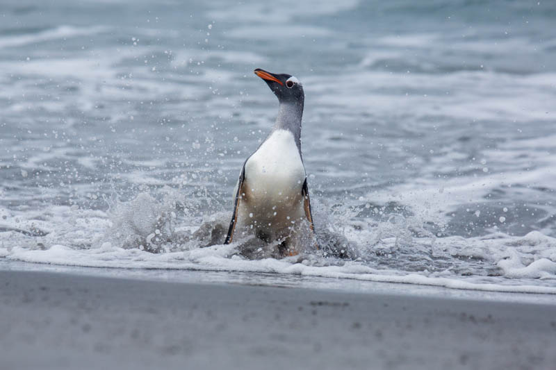 Gentoo Penguin Coming Ashore