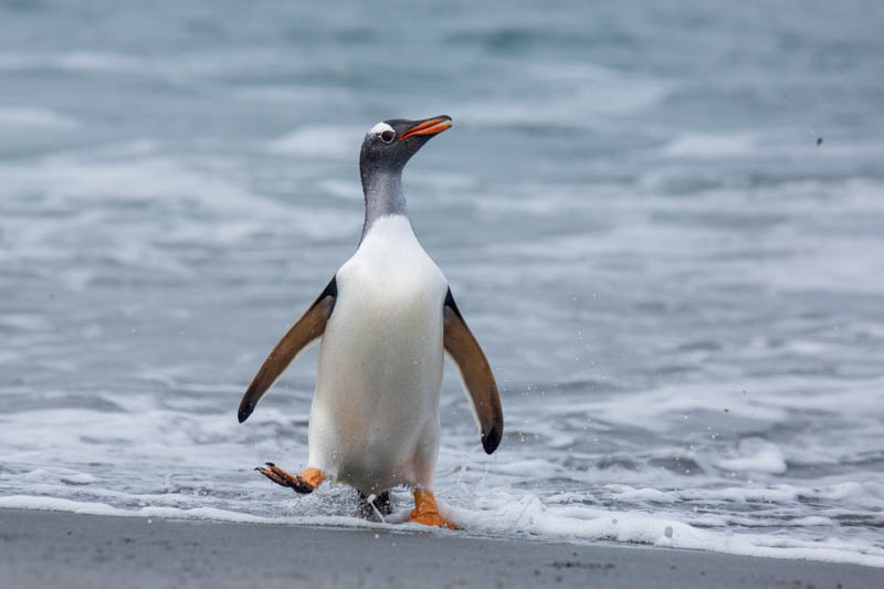 Gentoo Penguin Coming Ashore