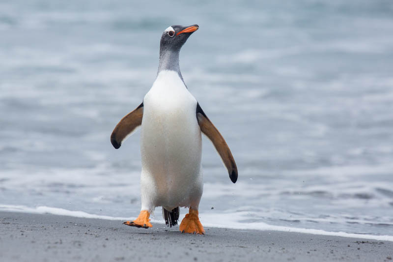 Gentoo Penguin Coming Ashore