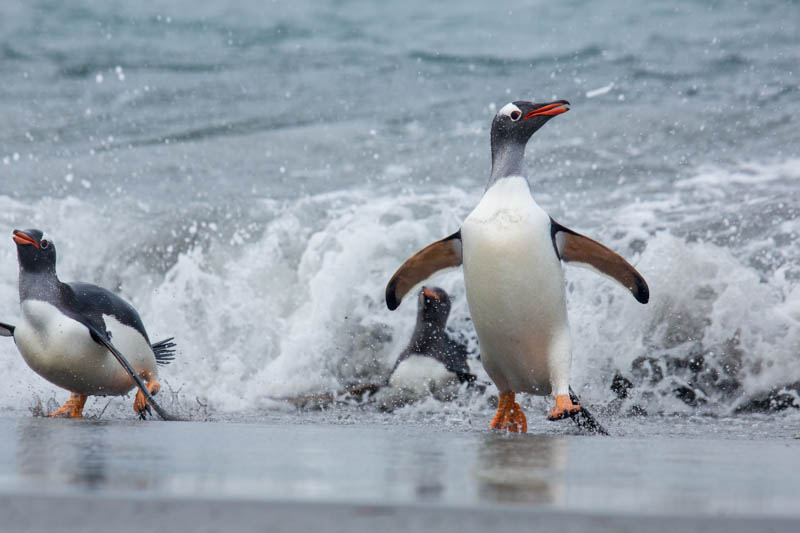 Gentoo Penguin Coming Ashore