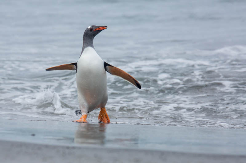 Gentoo Penguin Coming Ashore