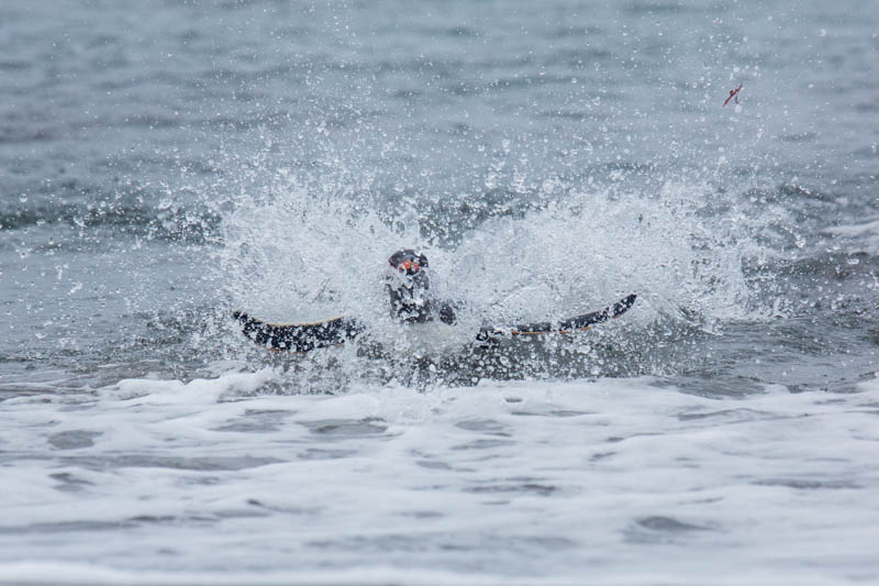 Gentoo Penguin Coming Ashore