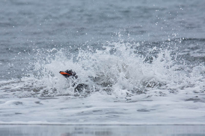 Gentoo Penguin Coming Ashore