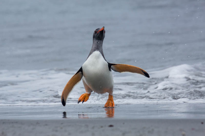 Gentoo Penguin Coming Ashore