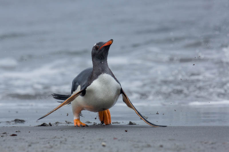 Gentoo Penguin Coming Ashore