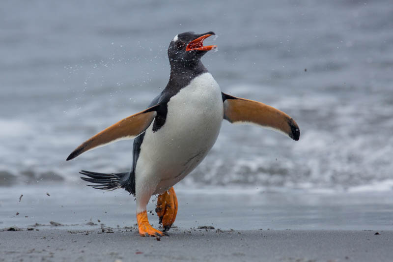 Gentoo Penguin Coming Ashore