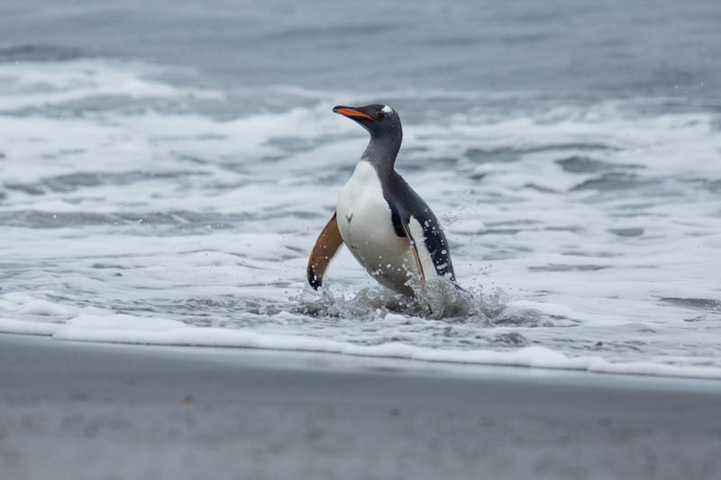 Gentoo Penguin Coming Ashore