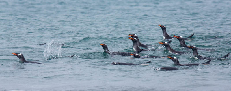 Gentoo Penguins Offshore