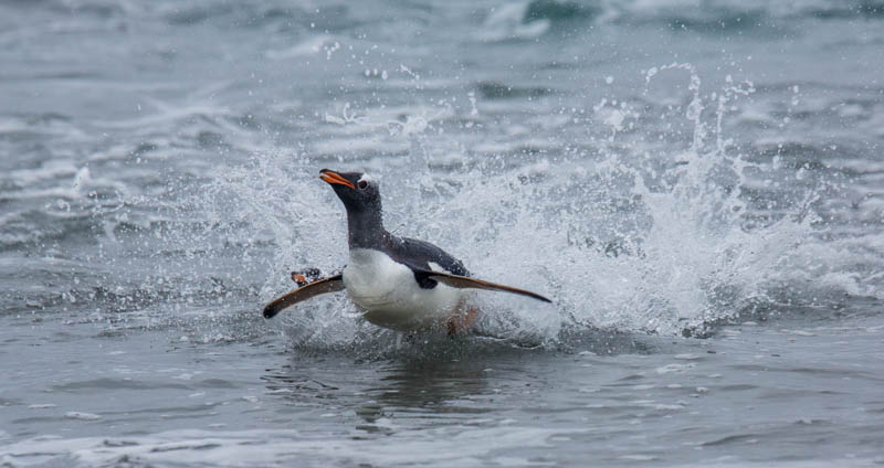 Gentoo Penguin Coming Ashore