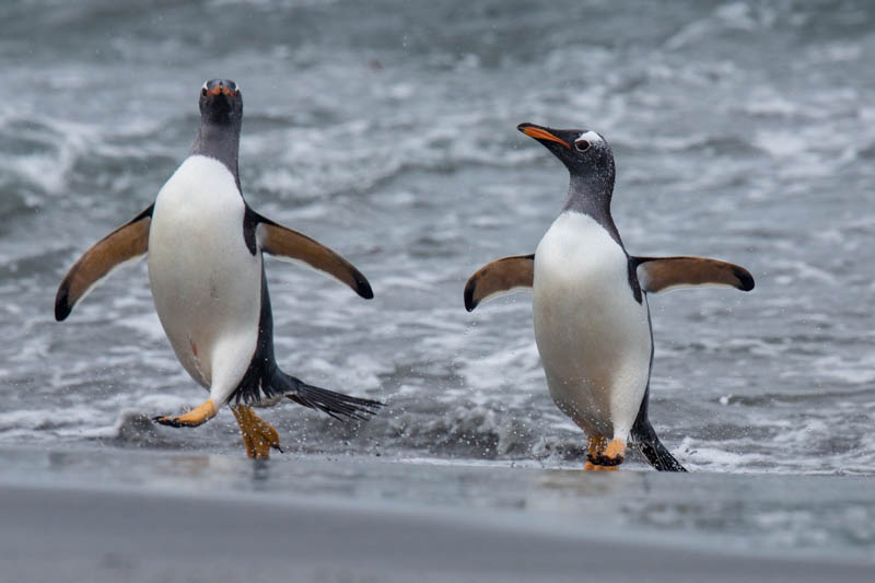 Gentoo Penguins Coming Ashore