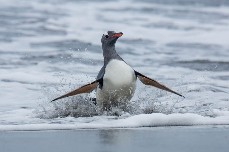 Gentoo Penguin Coming Ashore