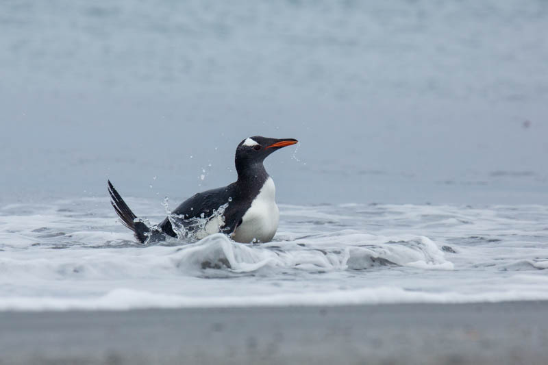 Gentoo Penguin Coming Ashore