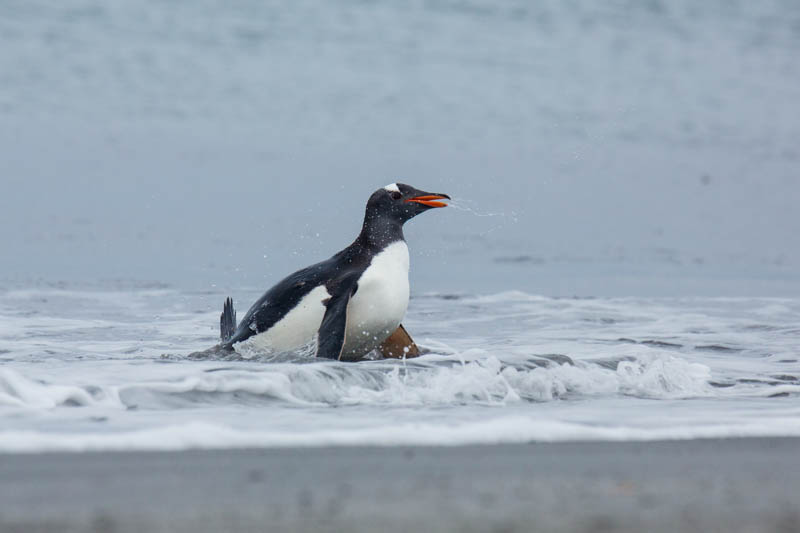 Gentoo Penguin Coming Ashore