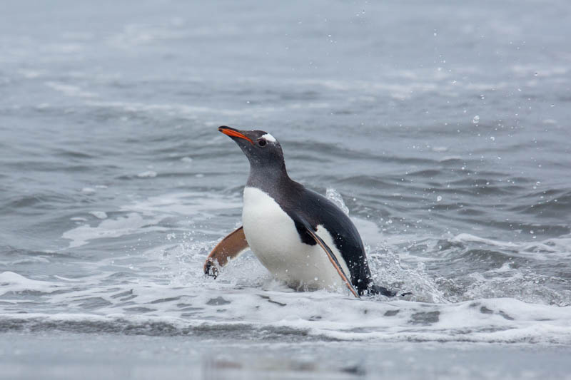 Gentoo Penguin Coming Ashore