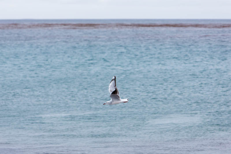 Brown-Hooded Gull In Flight