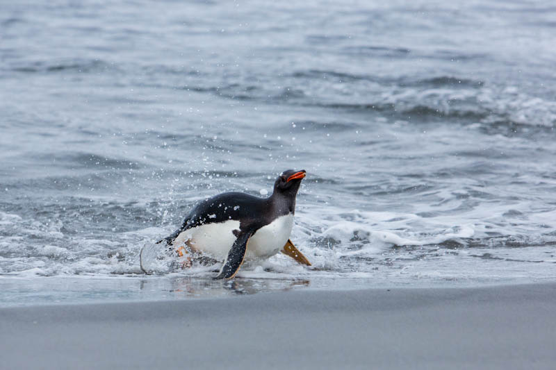 Gentoo Penguin Coming Ashore