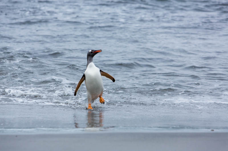 Gentoo Penguin Coming Ashore