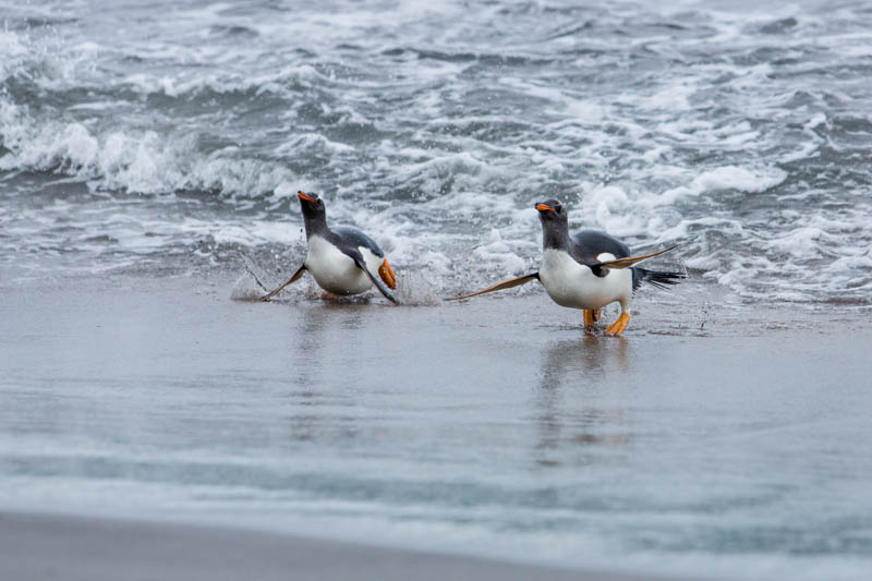 Gentoo Penguins Coming Ashore