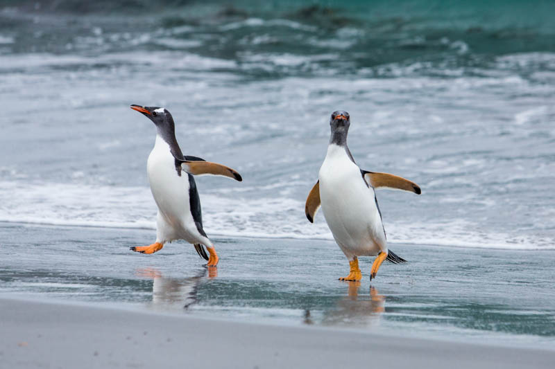 Gentoo Penguins Coming Ashore