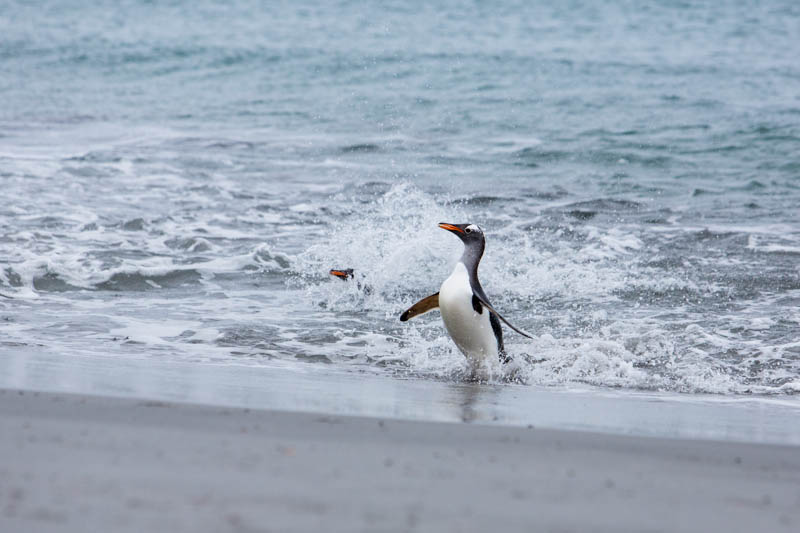 Gentoo Penguin Coming Ashore