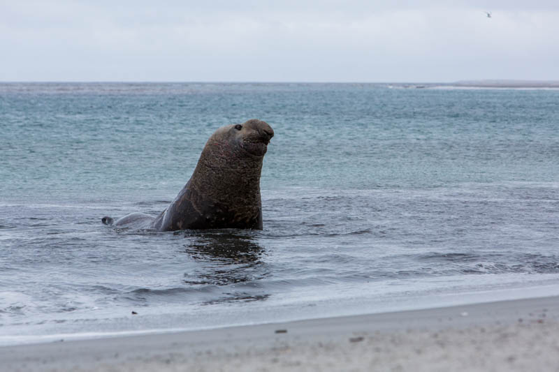Southern Elephant Seal In Surf