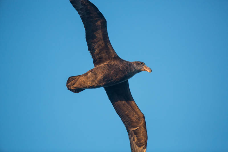 Southern Giant Petrel In Flight