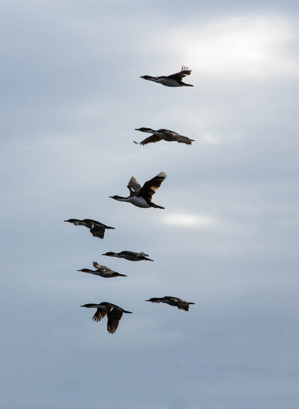 Imperial Cormorants In Flight