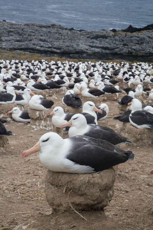 Black-Browed Albatross Colony