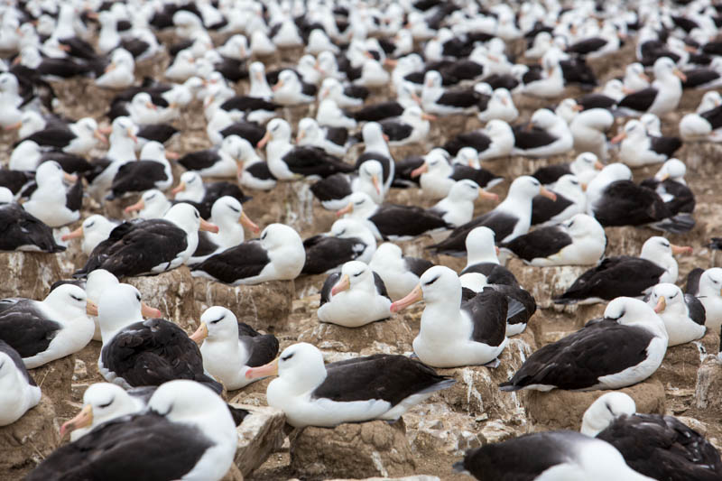 Black-Browed Albatross Colony