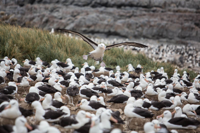 Black-Browed Albatross Colony