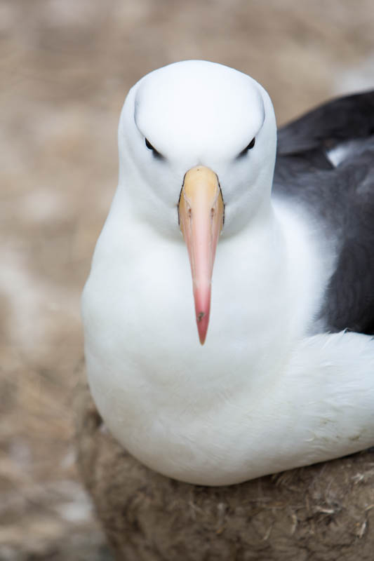 Black-Browed Albatross