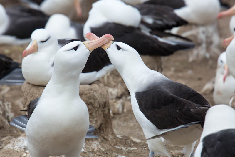 Black-Browed Albatross Preening