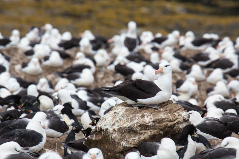 Black-Browed Albatross Colony