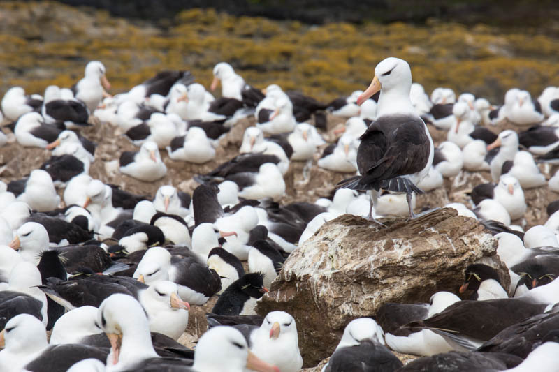 Black-Browed Albatross Colony