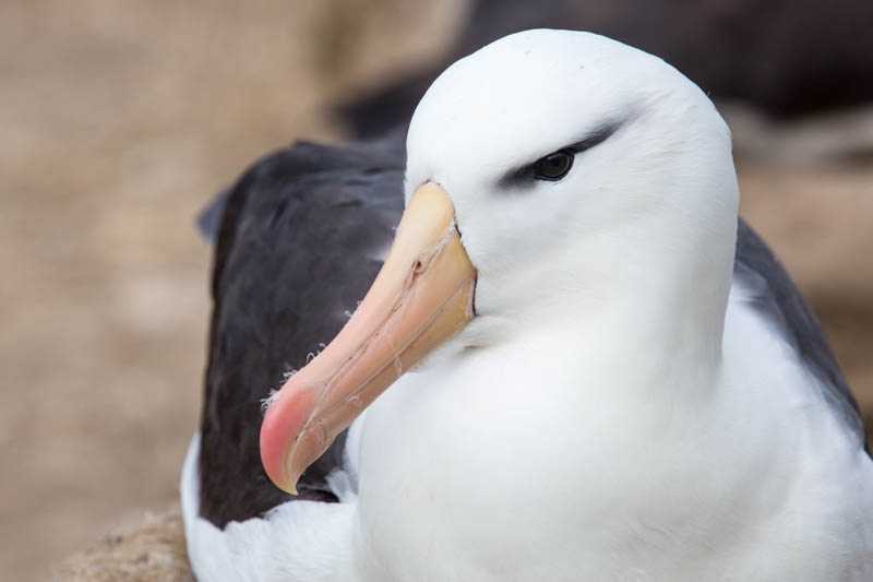 Black-Browed Albatross