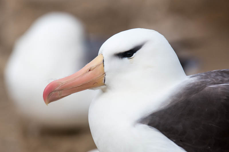 Black-Browed Albatross