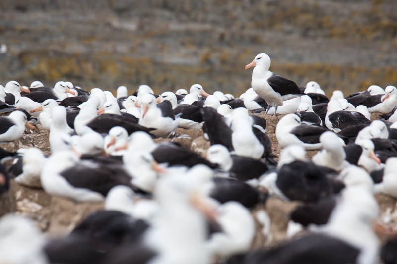 Black-Browed Albatross Colony