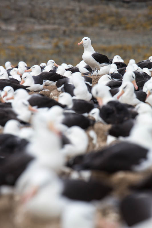 Black-Browed Albatross Colony