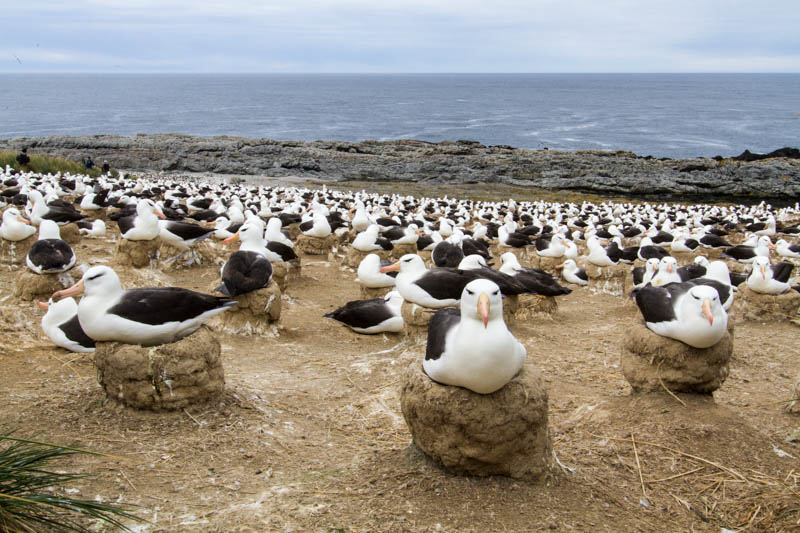 Black-Browed Albatross Colony