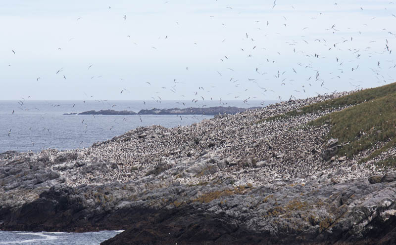 Black-Browed Albatross Colony