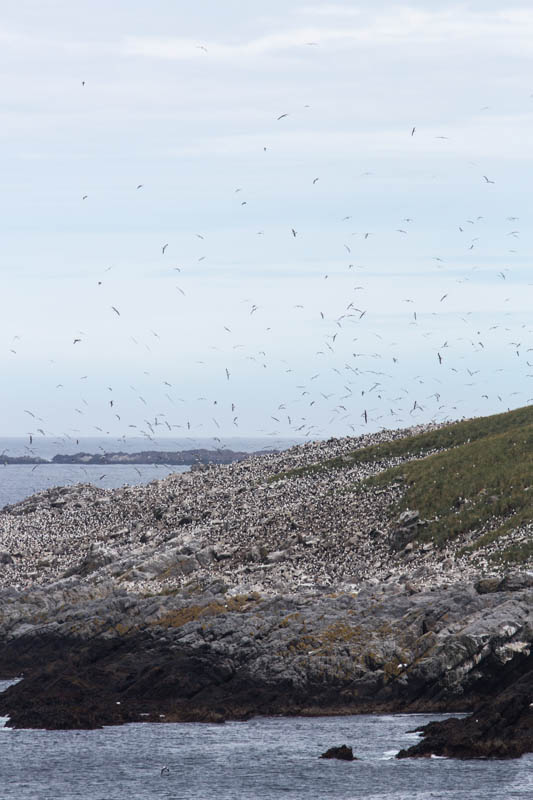 Black-Browed Albatross Colony