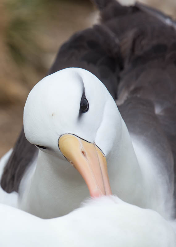 Black-Browed Albatross