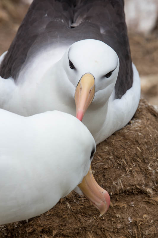 Black-Browed Albatross Preening