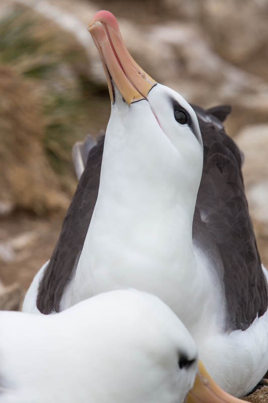 Black-Browed Albatross