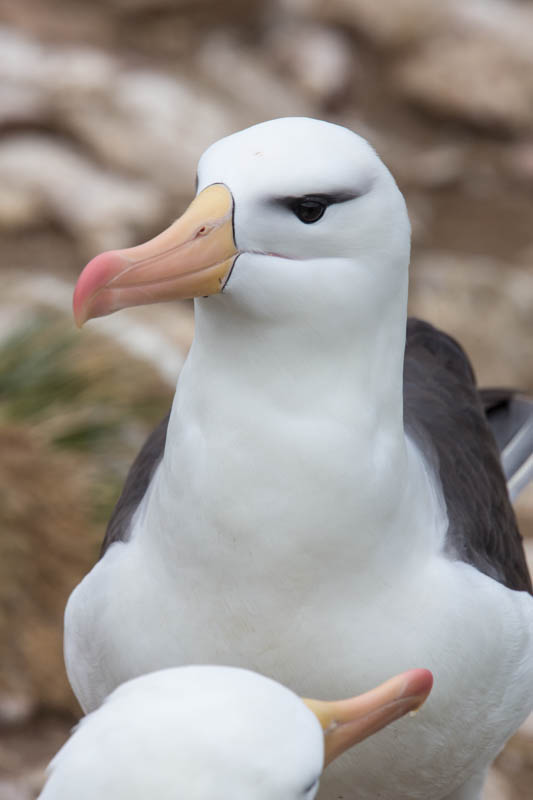 Black-Browed Albatross