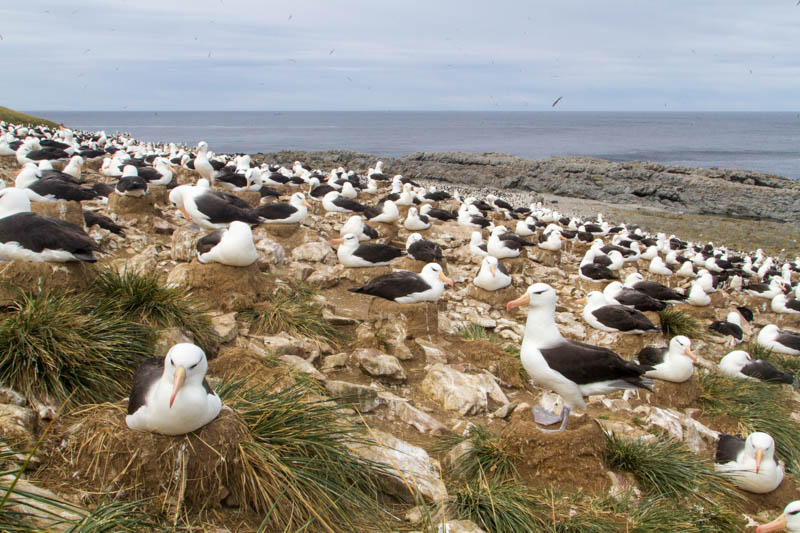 Black-Browed Albatross Colony